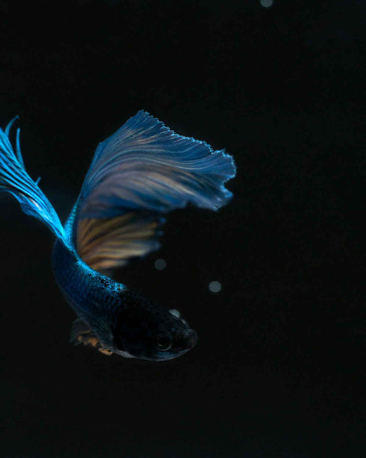 暗い水の中の魚